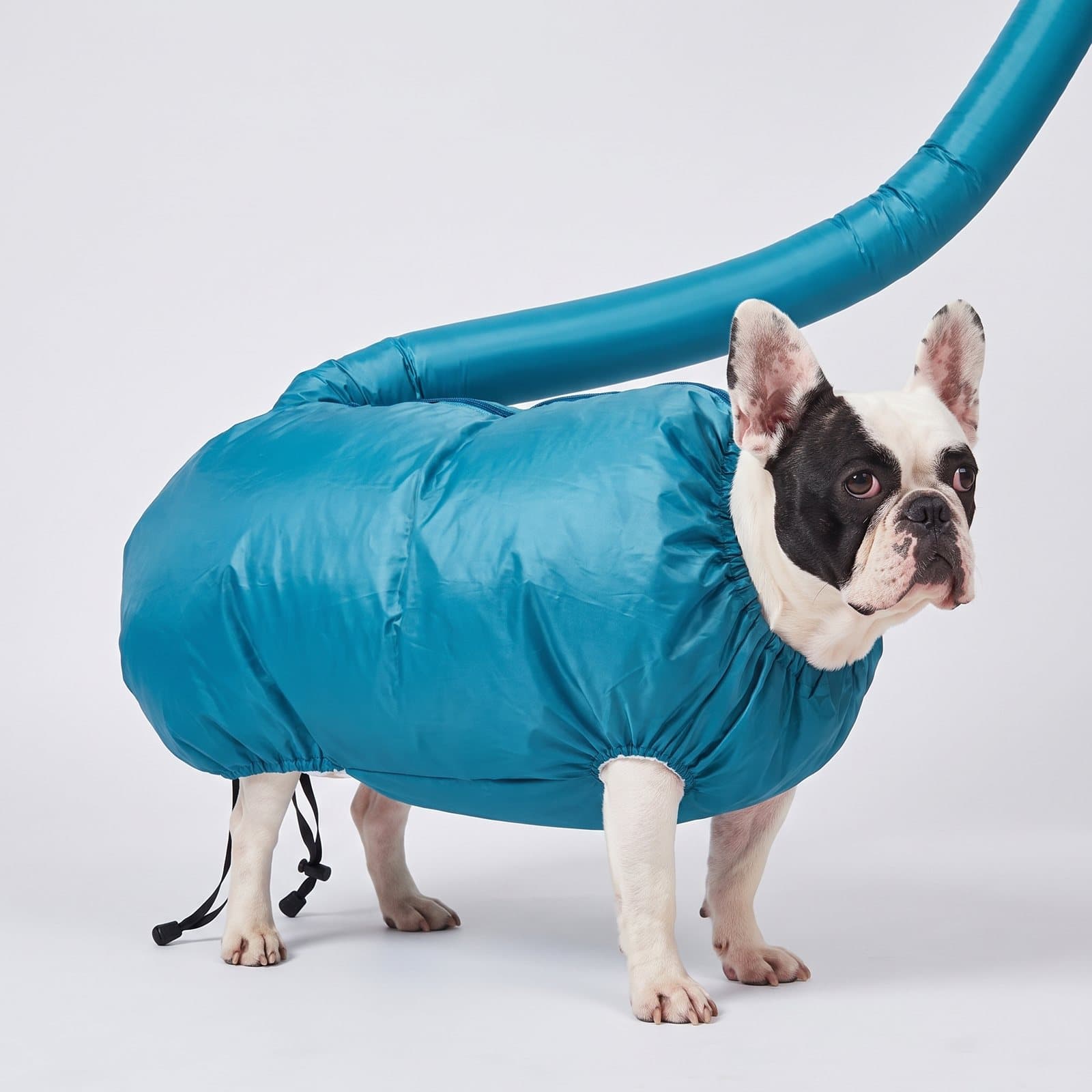 French bulldog standing in the puffed-up turquoise Fluffhound drying bag, head out, hose rising behind